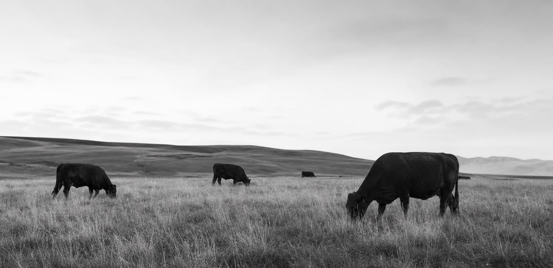Black-and-white grass-fed cattle grazing across open pasture